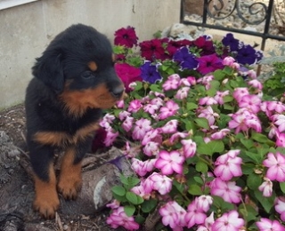 Trained rotty puppies for homes.