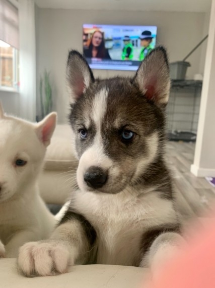 ?????Outstanding both female and male ##Siberian Husky## Puppies